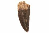 Serrated, Raptor Tooth - Real Dinosaur Tooth #251821-1